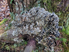 Peltigera praetextata