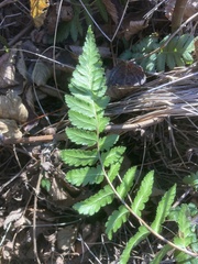 Dryopteris cristata