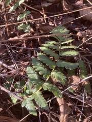 Dryopteris cristata