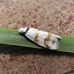 Chezala brachypepla