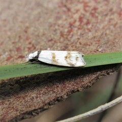 Chezala brachypepla