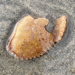 Metacarcinus anthonyi