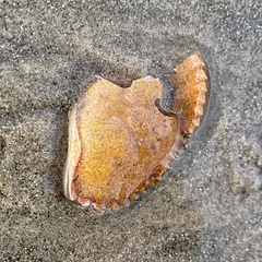 Metacarcinus anthonyi