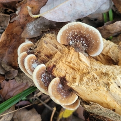 Metuloidea reniformis