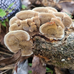 Metuloidea reniformis