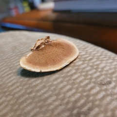 Metuloidea reniformis