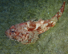 Scorpaena scrofa