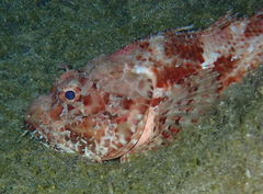 Scorpaena scrofa