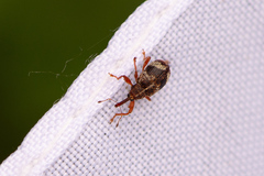 Anthonomus pedicularius