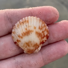 Argopecten ventricosus