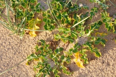 Sonchus megalocarpus