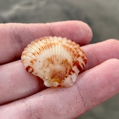 Argopecten ventricosus