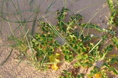 Sonchus megalocarpus