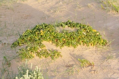 Sonchus megalocarpus