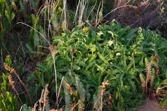 Sonchus megalocarpus