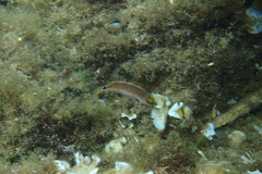 Symphodus mediterraneus