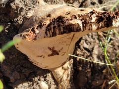 Fomitopsis betulina