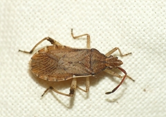 Ceraleptus lividus