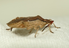 Ceraleptus lividus