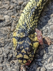 Spilotes pullatus