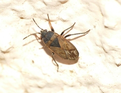 Trapezonotus arenarius