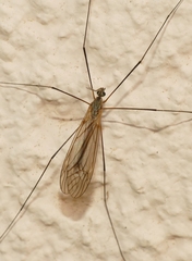 Tipula pagana