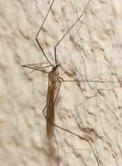 Tipula pagana