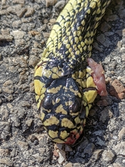 Spilotes pullatus