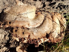 Fomitopsis betulina