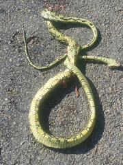 Spilotes pullatus