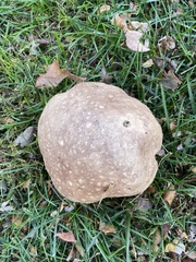 Calvatia cyathiformis