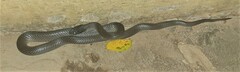 Crotaphopeltis hotamboeia