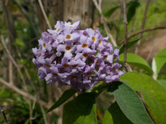 Buddleja officinalis