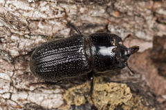 Sinodendron cylindricum