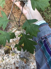 Crataegus marshallii
