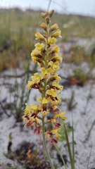 Tritoniopsis parviflora