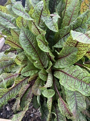 Rumex sanguineus