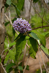 Buddleja officinalis