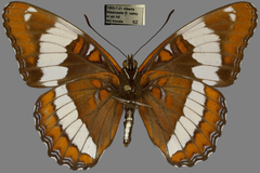 Limenitis arthemis rubrofasciata