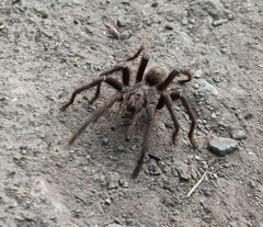 Grammostola