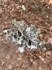 Platismatia tuckermanii