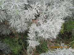 Artemisia arborescens