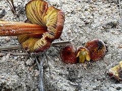 Hygrocybe conicoides