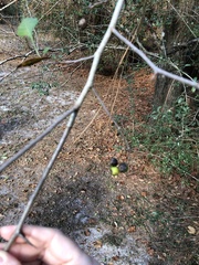 Crataegus marshallii