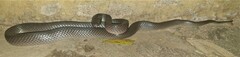 Crotaphopeltis hotamboeia