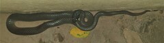 Crotaphopeltis hotamboeia