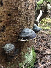 Phellinus