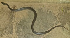Crotaphopeltis hotamboeia