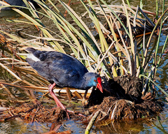 Porphyrio porphyrio