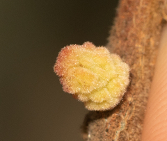 Burnettweldia corallina